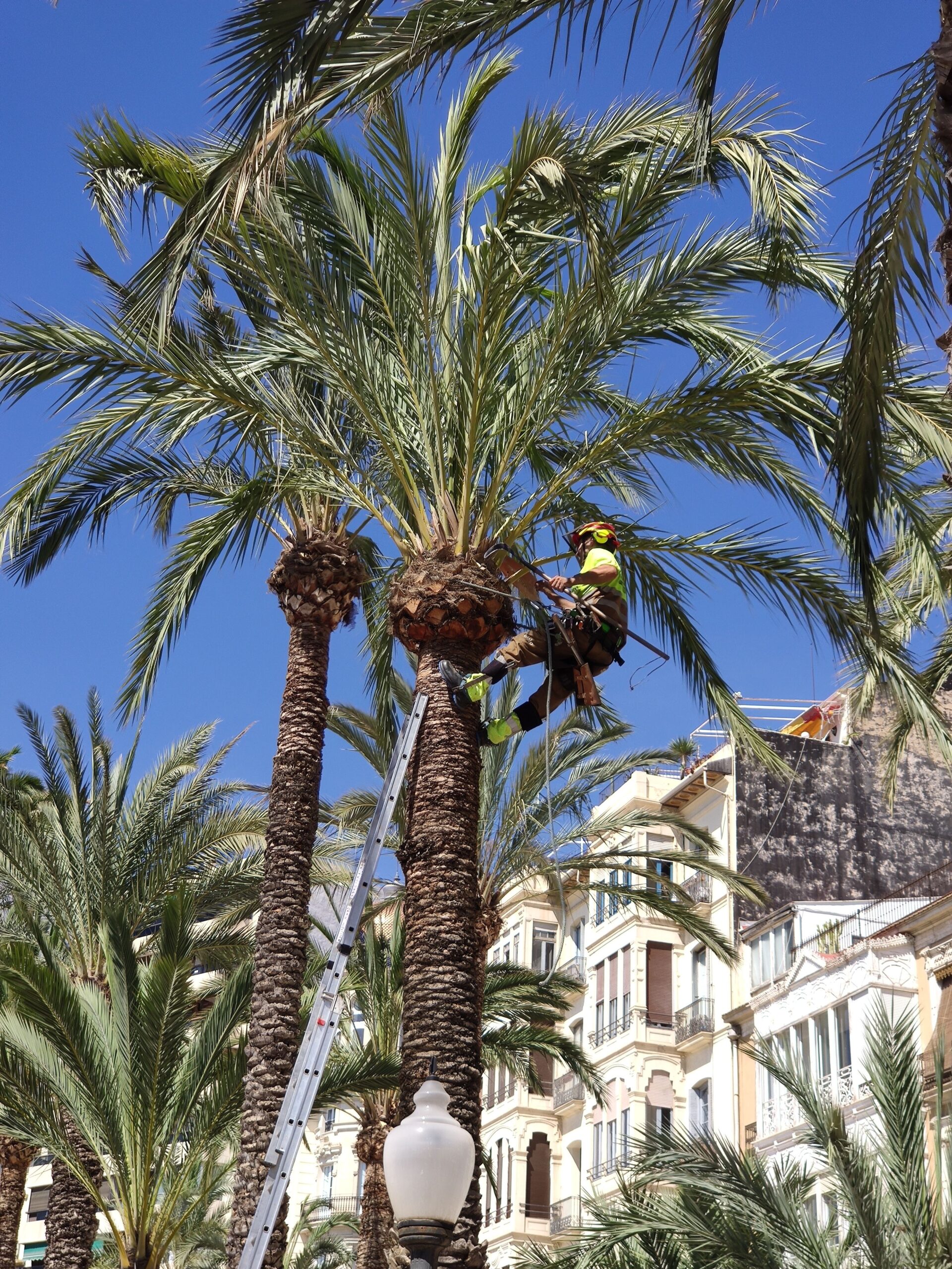 A worker is pruning a tall palm tree amidst urban buildings, showcasing city greenery management.