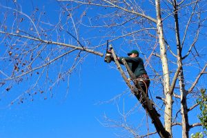 tree, woodcutter, chainsaw, nature, pruning, trimming, felling, worker, landscaping, trees