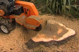 stump grinding
